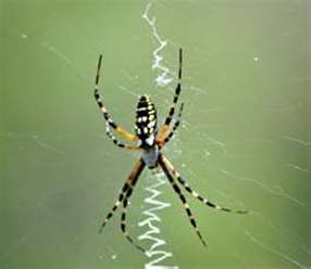 banana spider