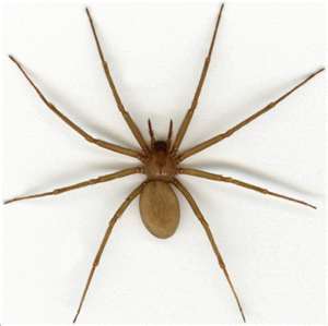 brown recluse spider