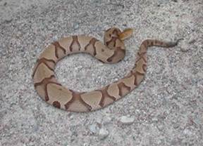 copperhead