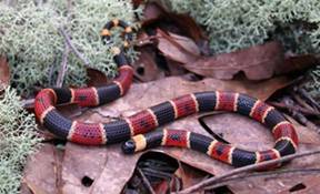 coral snake